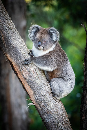Koala  30-01-2023