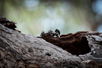 lace monitor