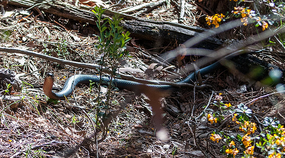 Red-Bellied Black Snake  2-10-16
