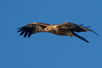Whistling Kite