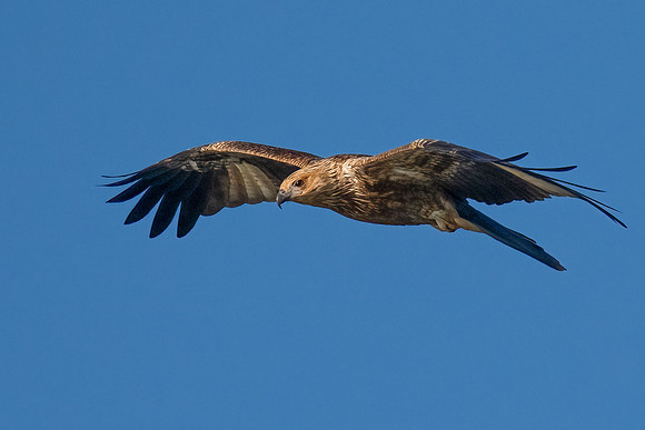 Whistling Kite