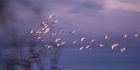 Australian Ibis