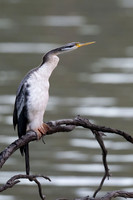 Australasian Darter