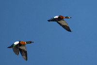 Australian Shelducks