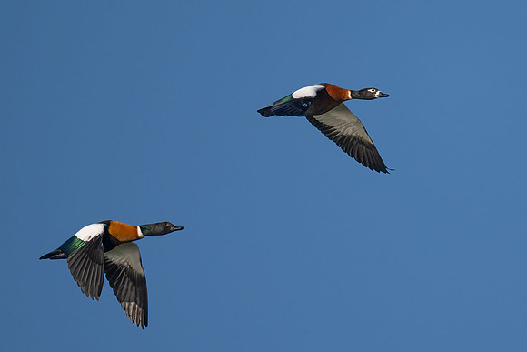 Australian Shelducks