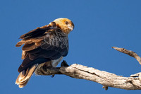 Whistling Kite