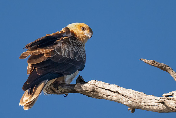 Whistling Kite