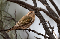 Horsefield's Bronze Cuckoo