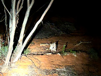 Bilbies fighting