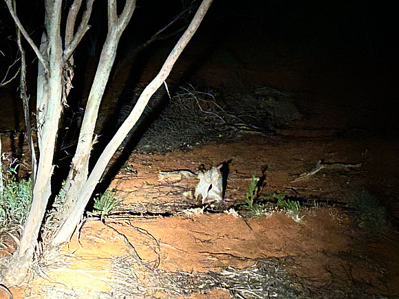 Bilbies fighting