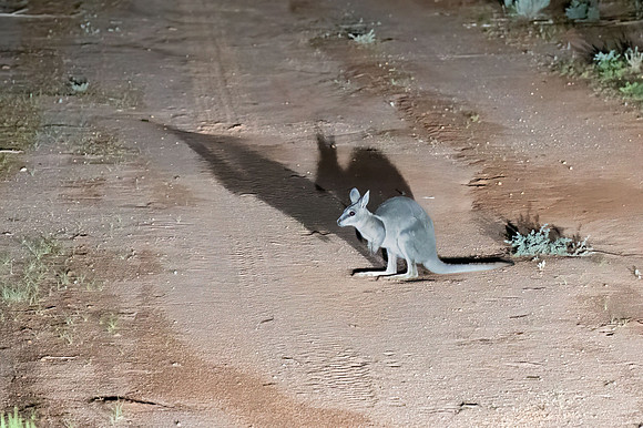 Bridled Nail-tail Wallaby