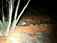 Bilbies fighting