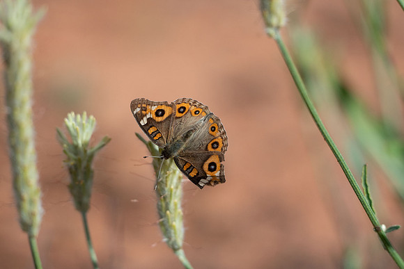 Meadow Argus