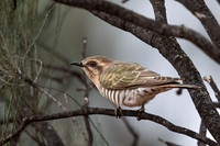 Horsefield's Bronze Cuckoo  01-06-2026