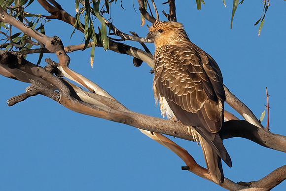 Whistling Kite   31-05-2026