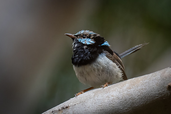 superb fairy-wren  15-02-2022