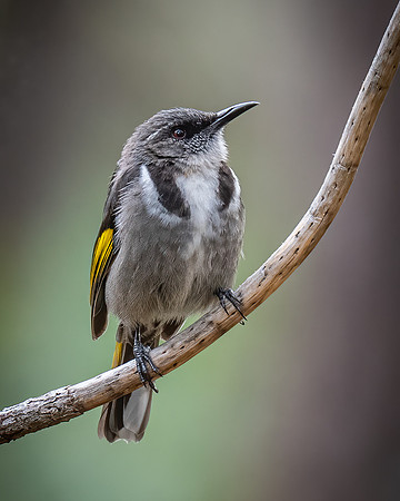 Crescent Honey-eater   18-01-2022