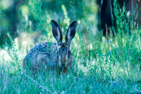 hare