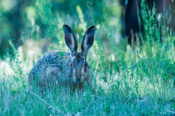 hare