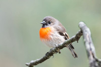 Scarlet Robin  26-06-2026