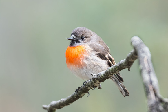 Scarlet Robin  26-06-2026