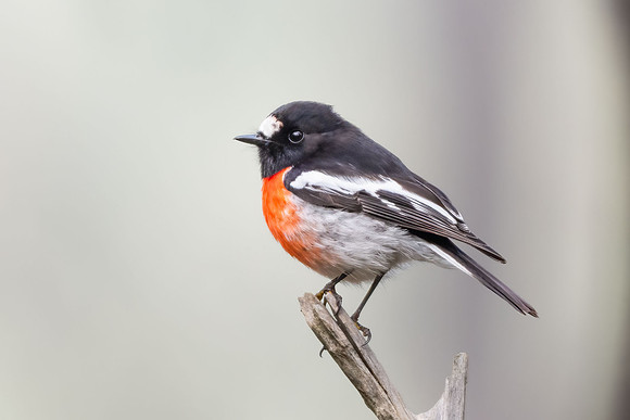 Scarlet Robin  26-06-2026