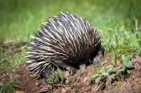 echidna  9-09-2019