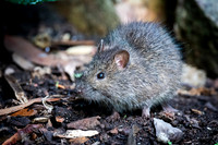 Australian Swamp-rat