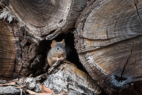 yellow-footed antechinus