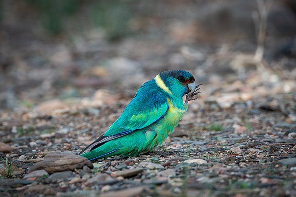 mallee ringneck