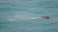 a white calf