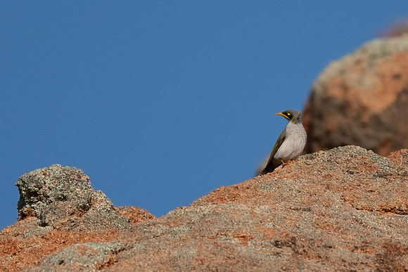 Yellow-throated Miner