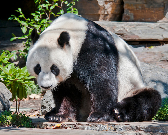Giant Panda