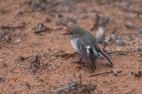 Red-capped Robin (f)
