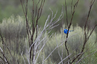 Splendid Fairywren