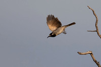 White-fronted Honeyeater