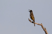 White-fronted Honeyeater