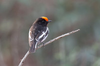 Red-capped Robin (m)