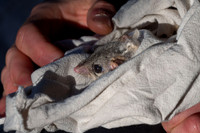 Red-tailed Phascogale