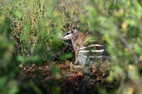 first Numbat sighting of my stay