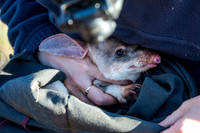 Bilby health check