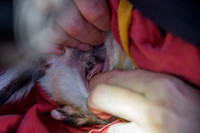 Bilby pouch young