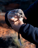 young Bilby