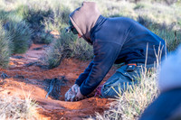 Bilby's returned to their burrows