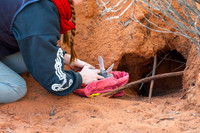 Bilby's returned to their burrows