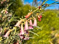 Eremophila in flower