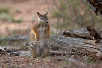 Numbat