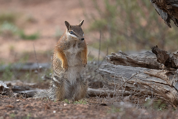 Numbat
