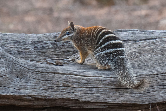 Numbat