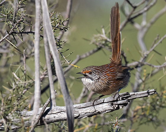 Striated Grasswren  31-07-2026